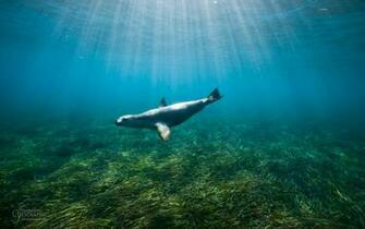 Sea Lion HD Wallpaper