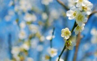 Spring Desktop Wallpaper