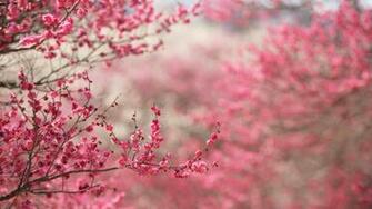 Spring In Pink Desktop Pc And Mac Wallpaper