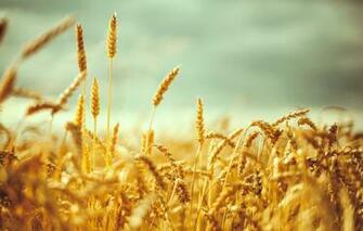Wallpaper Wheat Field Macro Background Widescreen