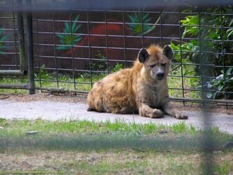 Hyena Wallpaper Gratis Achtergrondplaatje Voor Je Computer