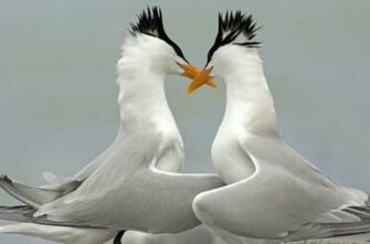 Lover Animal Couple Wallpaper Background For Laptop
