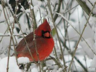 Winter Cardinal Wallpaper By From Far