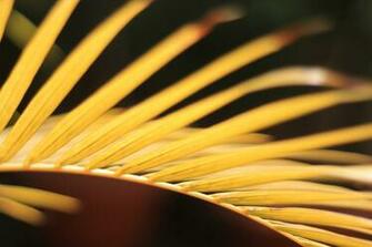 Golden Palm Leaf Wallpaper