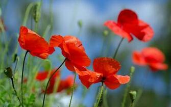 Poppies Blue Close Up Flower Poppy Red