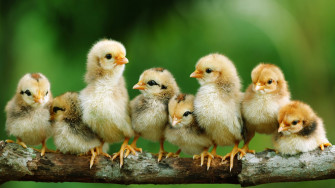 HD Chicken Background Wallpaper