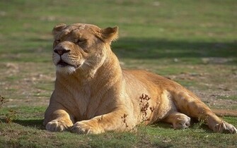 Lioness Wallpaper