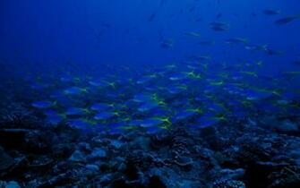 Beautiful Life Under The Sea