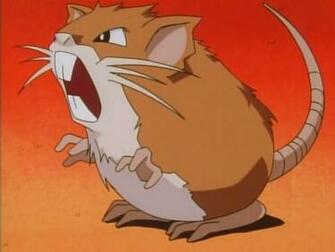 Raticate Pokemon Card Hot Girls Wallpaper