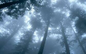 Fog Nature Wallpaper Resolution My Earth