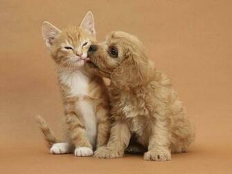 Cute Dog And Cat Dogs Wallpaper