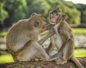 Funny Monkey Wallpaper