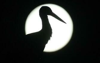 Every Full Moon In Complete List Of Dates