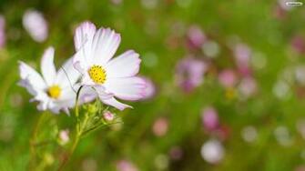 White Cosmos Flower Wallpaper