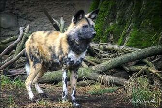 African Wild Dog Wallpaper Android