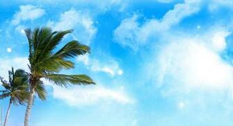 Palm Tree Background