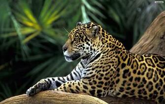 Panther Wallpaper Photo Desktop