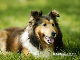 Sheltie Dog Wallpaper No Desktop Wallcoo Net