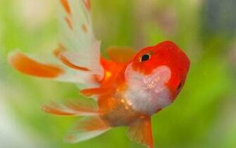 Goldfish HD Wallpaper 4k