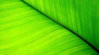 Green Leaf Wallpaper Jpg