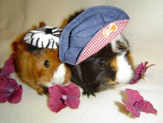 Guinea Pig Pigs Wallpaper
