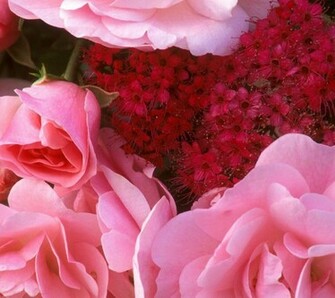 Flowers For Flower Lovers Beautiful Desktop Wallpaper