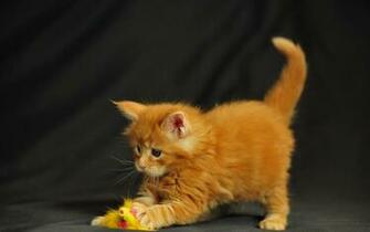 Pictures Lolcat Funny Cat Desktop Wallpaper Picture