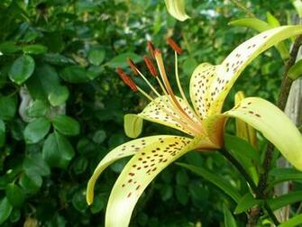 Wallpaper Background Beautiful Flower Jungle