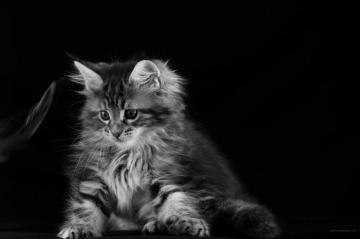 Domestic Long Haired Cat Wallpaper Teahub Io