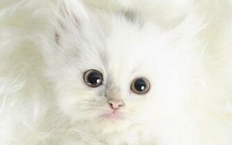 Kittens Image Cute Kitten Wallpaper Photos