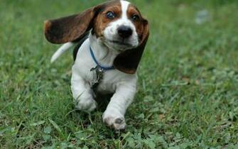 Beagle Wallpaper Pictures For Desktop
