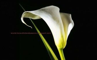 Beautiful Wallpaper Calla Lily Flowers