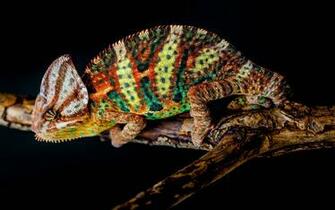 Chameleon Wallpaper