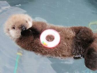 Baby Otter Popsugar Pets