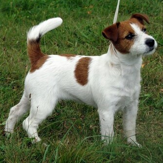 More Beautiful Jack Russell Terrier Wallpaper Flgrx Graphics