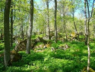 Spring Forest Traveler Photo Contest National Geographic