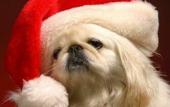 Christmas Dogs Wallpaper Image