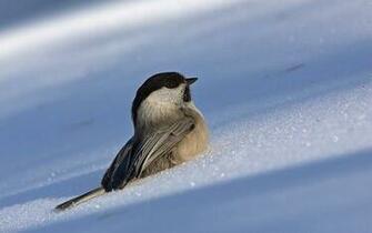 Bird Snow Wallpaper Photo And All