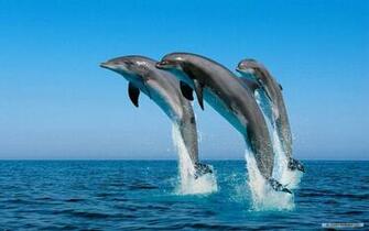 Wallpaper Marine Life Index