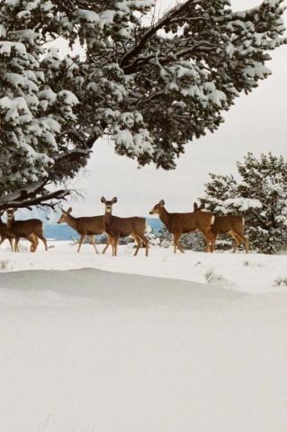 Deer In The Snow Wallpaper Getwalls Io