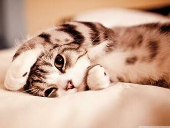 Funny Lazy Cat 4k HD Desktop Wallpaper For Ultra Tv