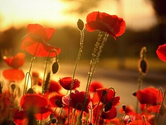 Poppy Flowers Wallpaper