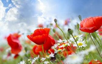 Summer Flowers Wallpaper HD Early