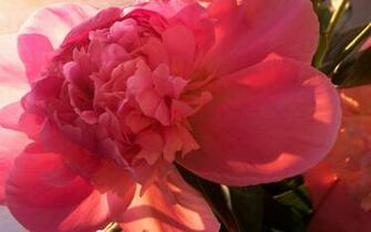 Exquisite Beauty The Peony Flower Close Up Wallpaper