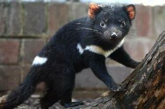 Tasmanian Devil Wallpaper