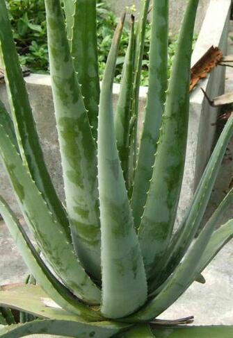 Aloe Vera Picture Trees And Flowers Pictures