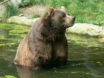 Match Kodiak Bear Pictures Siberian Tiger