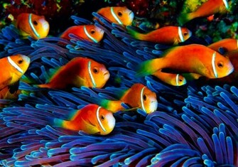 David Doubilet Clown Fish School HD Wallpaper Res