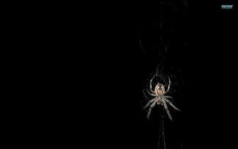 Spider Wallpaper