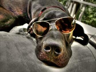 Wallpaper Dog Totally Cool Pix Big Picture